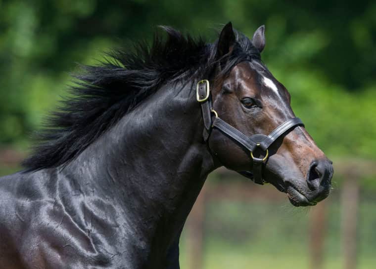 Bated-Breath-paddock-2019-1