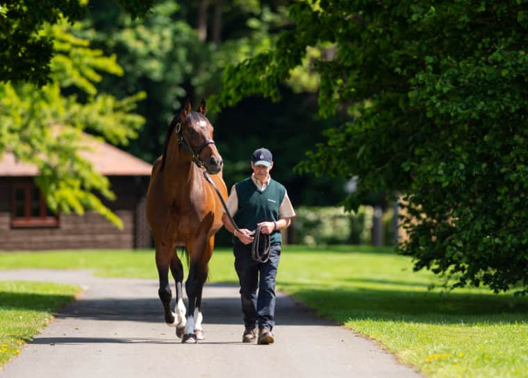 Frankel - Juddmonte Stallion