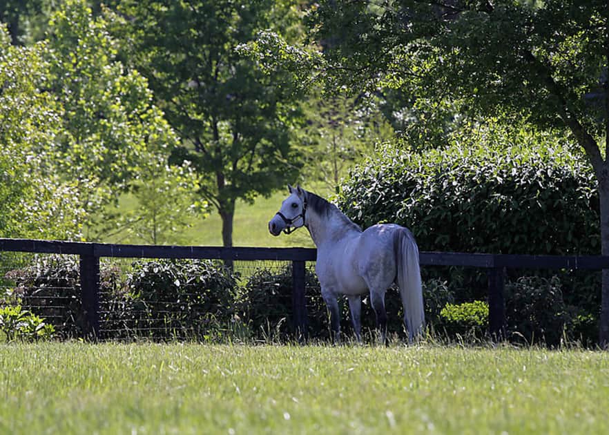 Mizzen-Mast-paddock-2