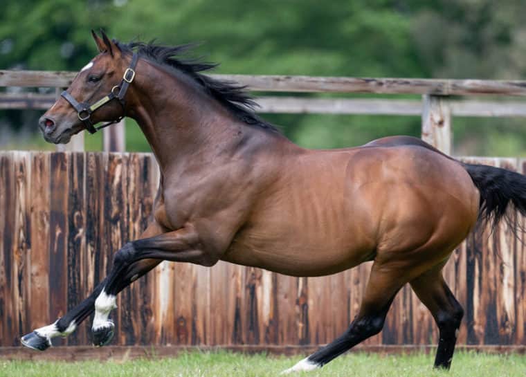 Frankel - Juddmonte Stallion