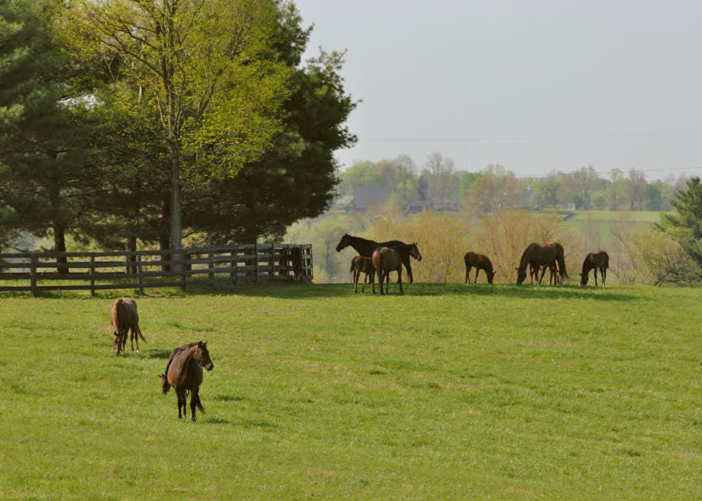 Mares and Foals (Lee Thomas)