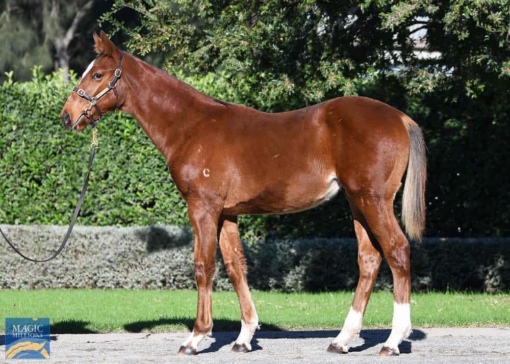 Lot 15 - 2023 c Frankel - Amicus