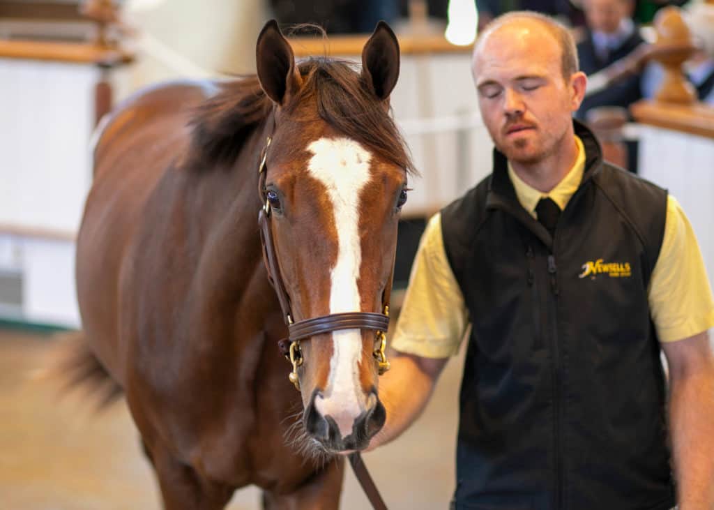 Lot 68 TBK1 2378©Tattersalls