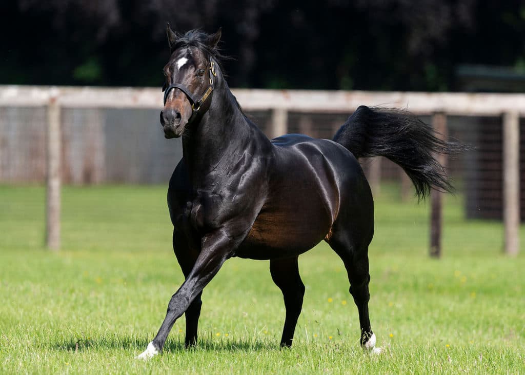Bated-Breath-paddock-2-2019
