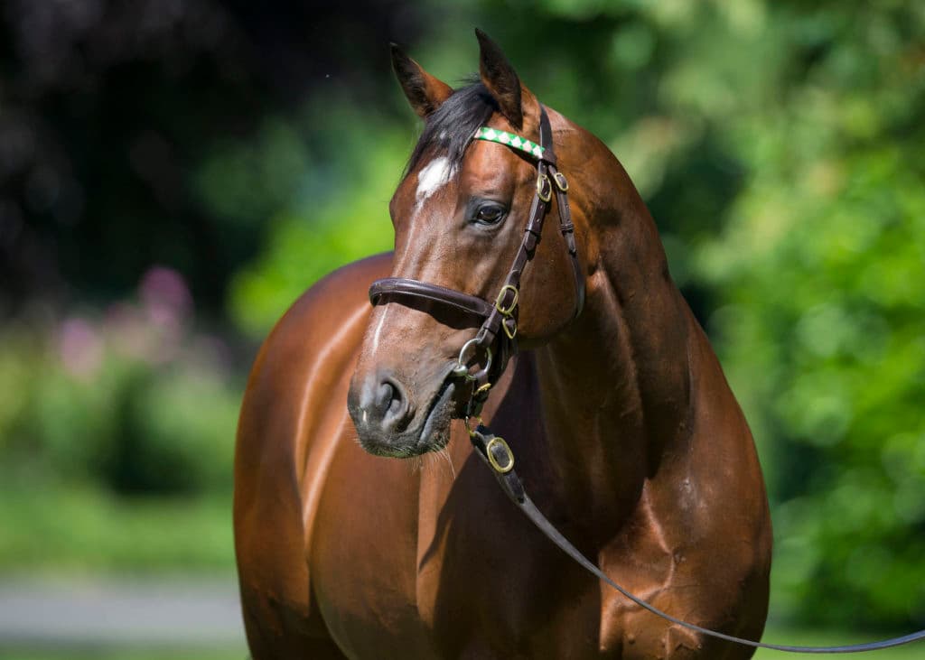 Juddmonte Farm.  Wednesday 14 June 2017.