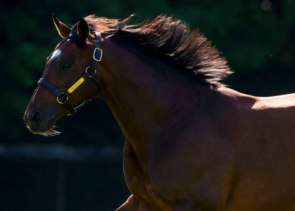 Juddmonte Farm.  Wednesday 14 June 2017.