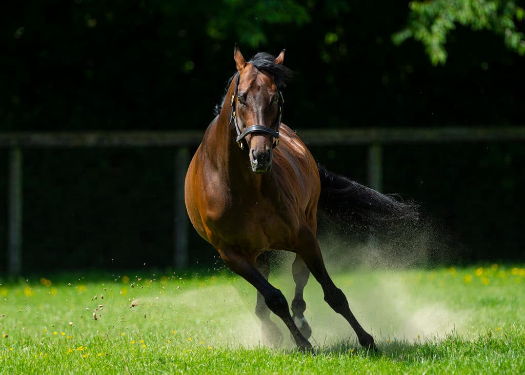 Banstead Manor Stud.  Juddmonte Farms, England.  Monday 2 June 2019.