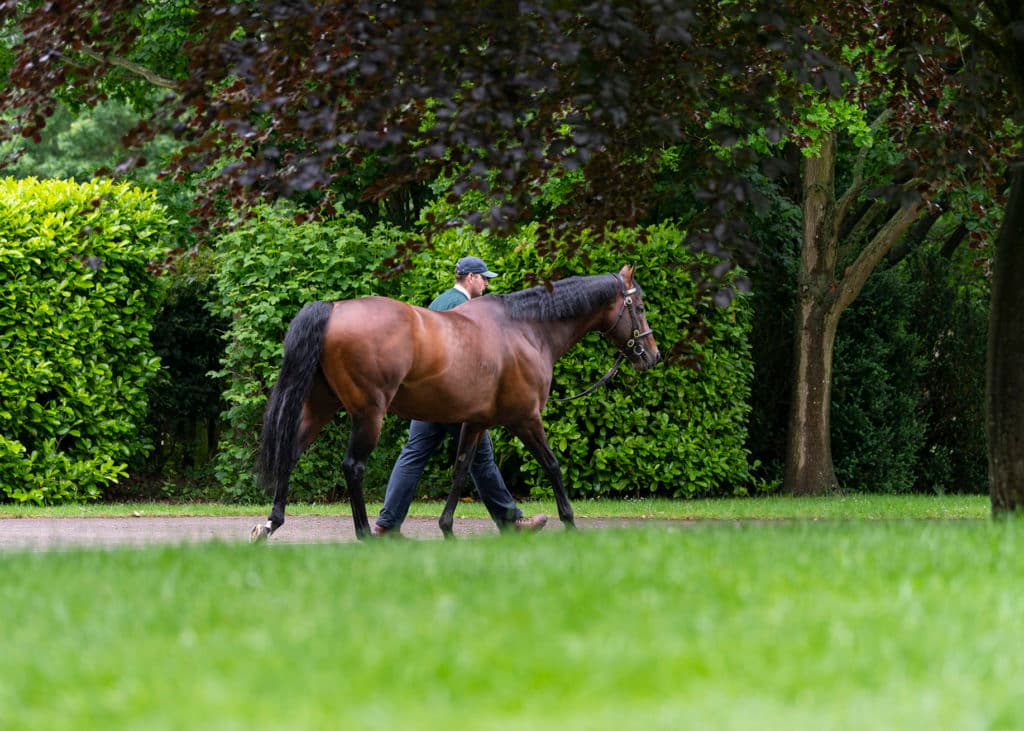 Kingman