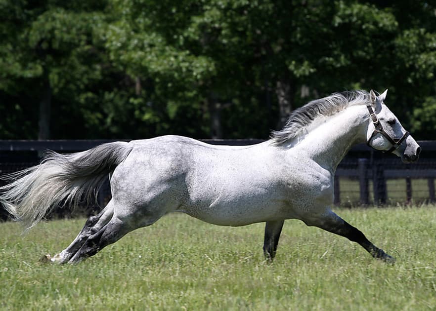 Mizzen-Mast-paddock