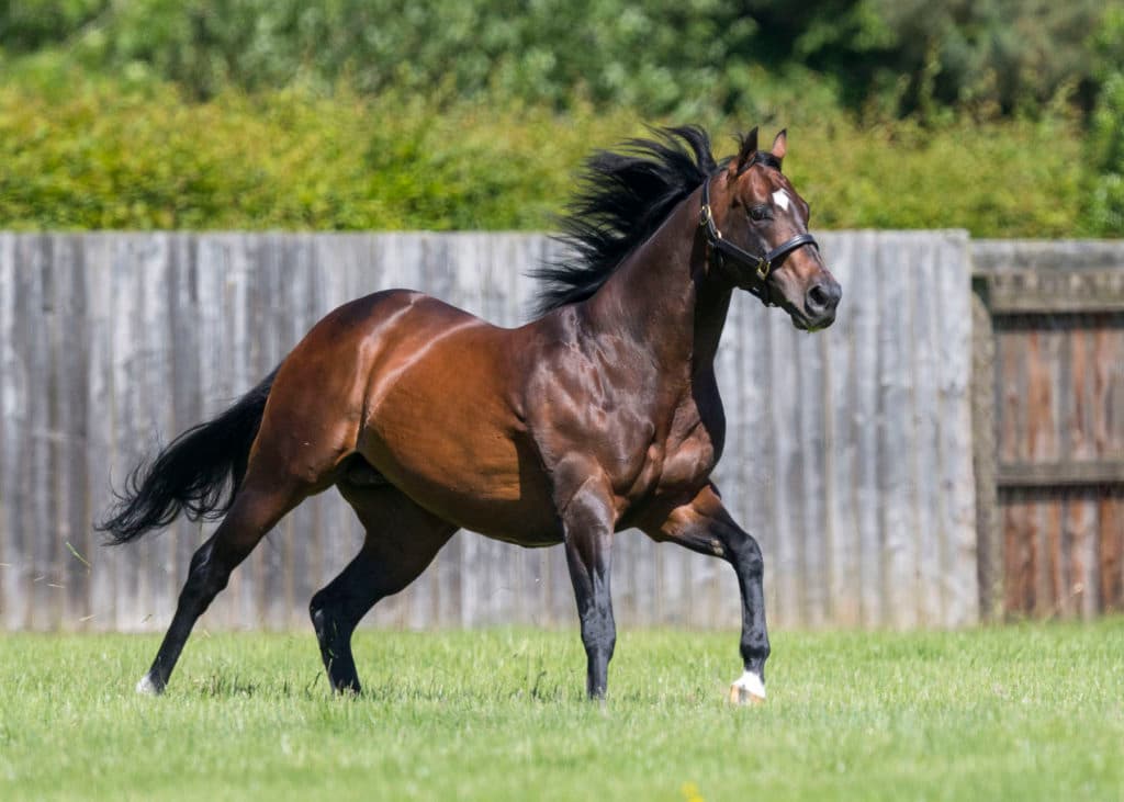 Juddmonte Farm.  Wednesday 14 June 2017.