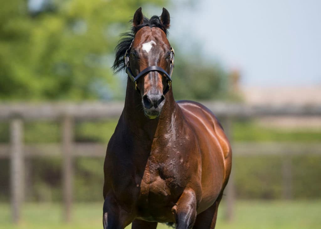 Juddmonte Farm.  Wednesday 14 June 2017.