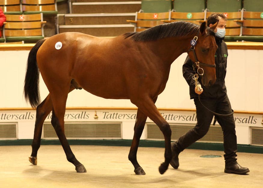 Galicuix-19