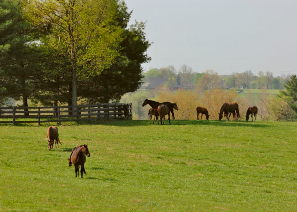 Mares and Foals (Lee Thomas)