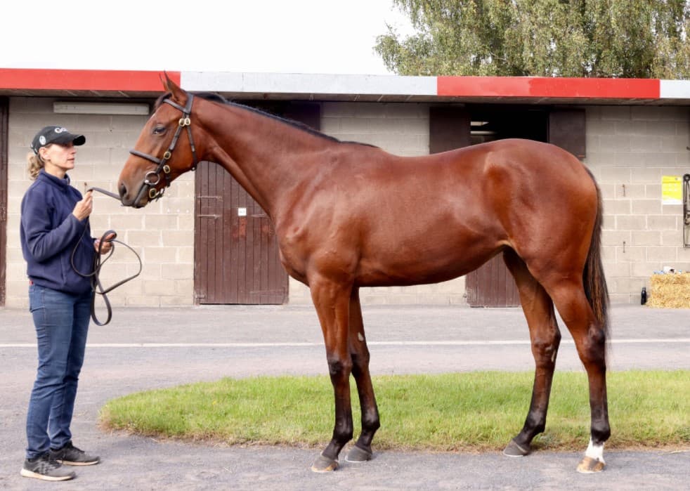 Lot 371- 20 f Expert Eye - Bahati