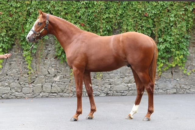 Lot 377 - 20 c Frankel - Belesta