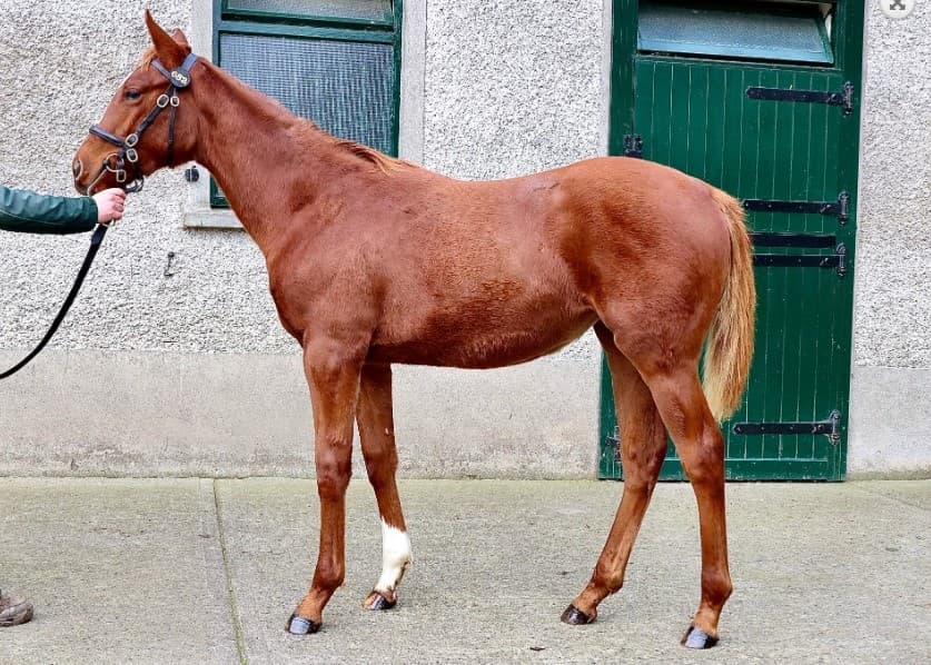 Lot 652 - ch f Frankel - Sanwa