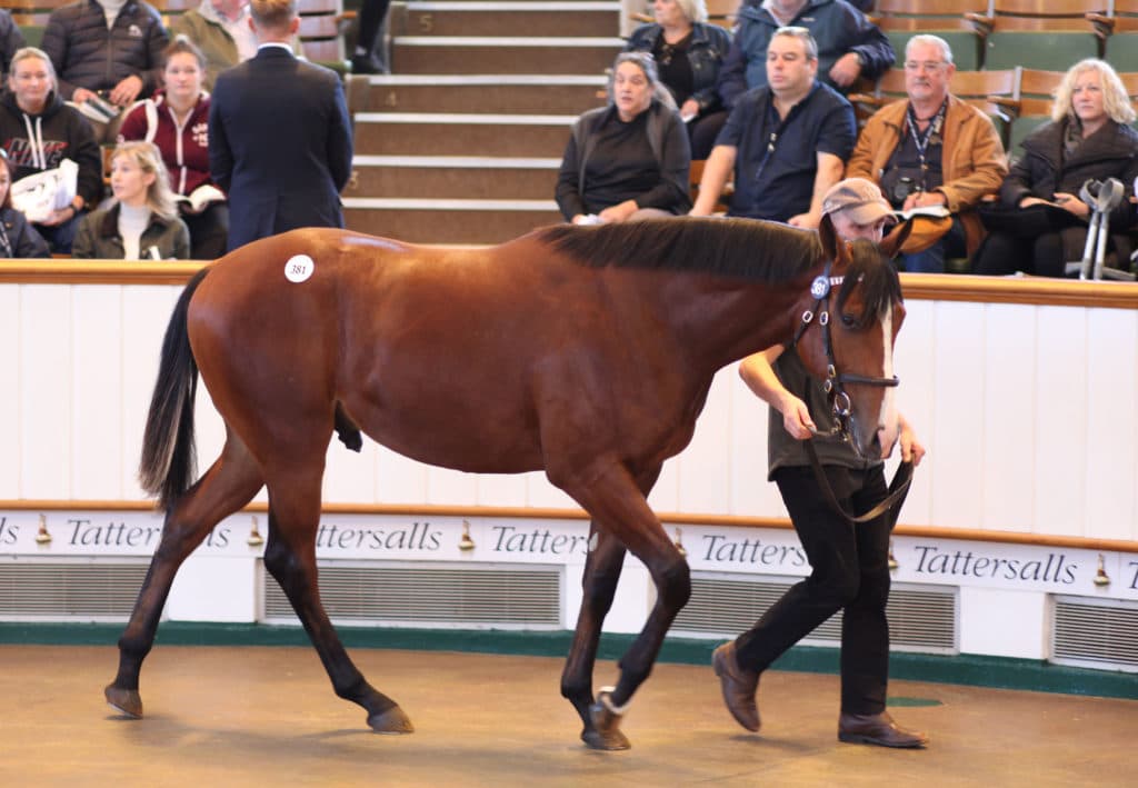 Lot 381 TBK1 20939©Tattersalls