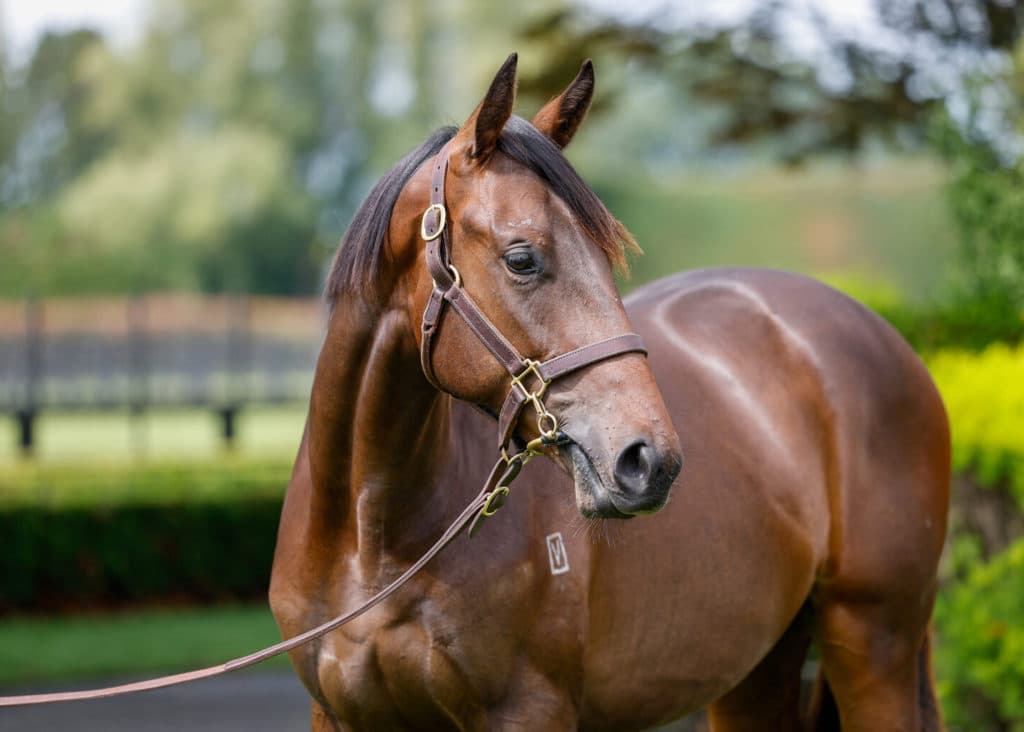 Lot 210 - 2022 b c Kingman - Marsden Cross