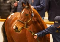 Lot 1480 TDM 1962©Tattersalls