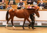 Lot 237 TBk1 174©Tattersalls