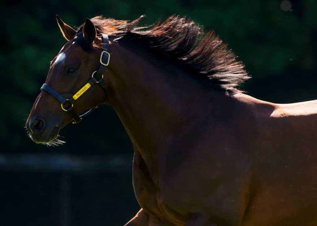 Juddmonte Farm.  Wednesday 14 June 2017.