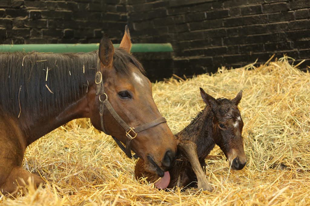 Kind with her 2021 colt by Kingman