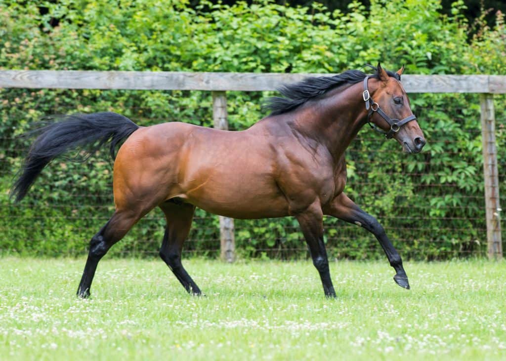 Juddmonte Farm.  Monday 12 June 2017.