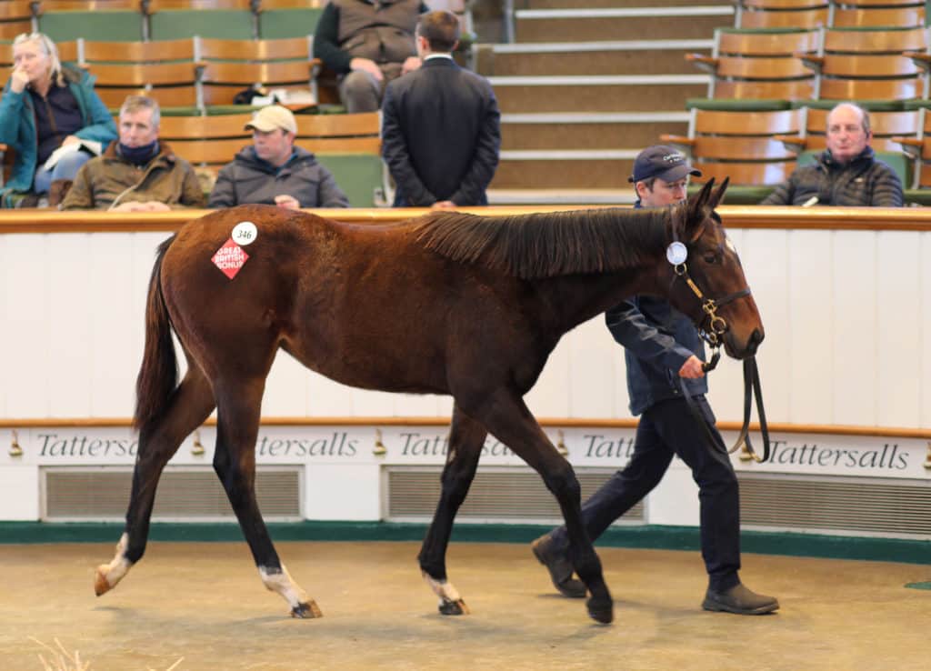 Lot 346 TDF0545©Tattersalls