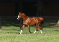 Elite Power paddock 05