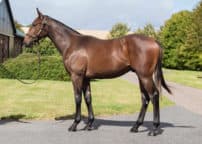 Lot 15 Frankel x Aljazzi-2
