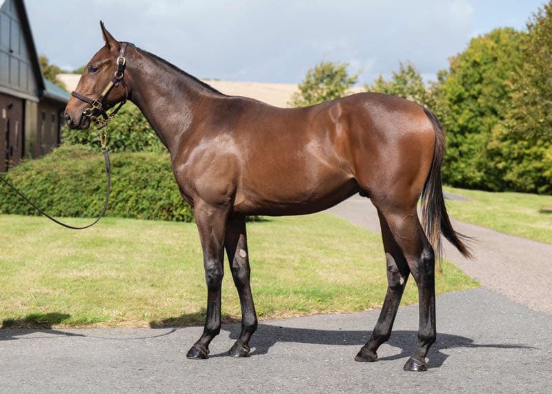 Lot 15 Frankel x Aljazzi-2