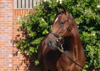 Lot 197 Frankel x Innevera-2