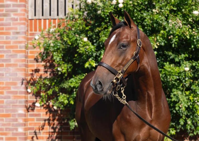 Lot 197 Frankel x Innevera-2