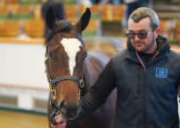 Lot 85 TDY1291©Tattersalls